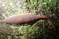 Australopacifica garveyi
