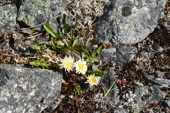 Taraxacum zhukovae