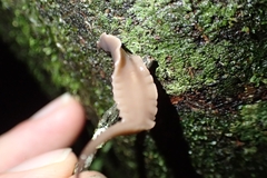 Australopacifica garveyi