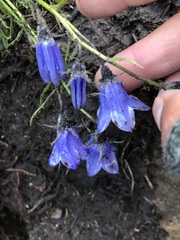 Campanula lasiocarpa