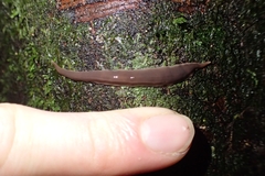 Australopacifica garveyi