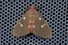 Tinolius eburneigutta