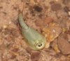 Australian Tadpole Shrimp - Photo (c) andamooka, some rights reserved (CC BY-NC), uploaded by andamooka