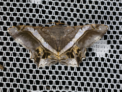Chiasmia nora