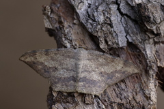 Luxiaria amasa