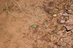Triops australiensis
