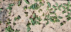 Euphorbia tuberosa