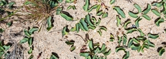 Euphorbia tuberosa