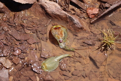 Triops australiensis