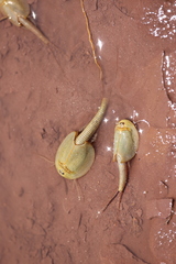 Triops australiensis