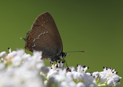 Satyrium ilicis
