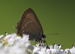 Satyrium ilicis
