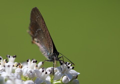 Satyrium ilicis
