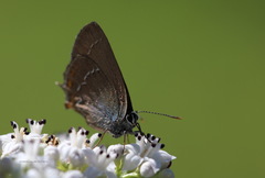 Satyrium ilicis