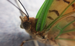Charaxes candiope