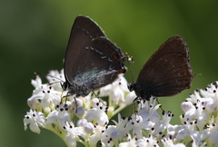 Satyrium ilicis