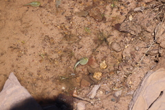 Triops australiensis