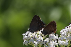 Satyrium ilicis