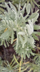 Tournefortia gnaphalodes