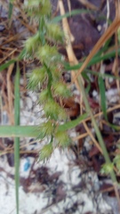 Cenchrus echinatus