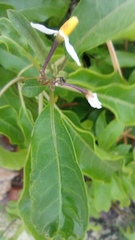 Solanum donianum