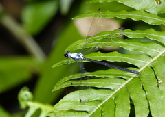 Austroargiolestes elke