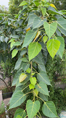 Ficus religiosa