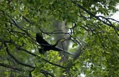 Anhinga melanogaster