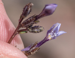Gilia sinuata
