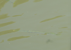 Zenarchopterus buffonis