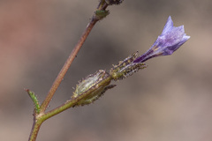 Gilia sinuata