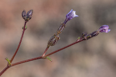 Gilia sinuata
