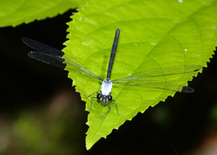 Austroargiolestes elke