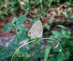 Jamides celeno aelianus