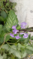 Stachytarpheta jamaicensis