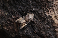 Euplexia