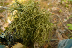 Evernia