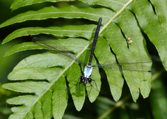 Austroargiolestes elke