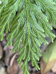 Selaginella longipinna