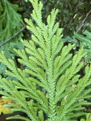 Selaginella longipinna