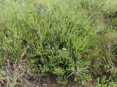 Agathosma gonaquensis