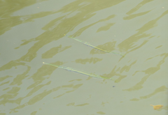 Zenarchopterus buffonis