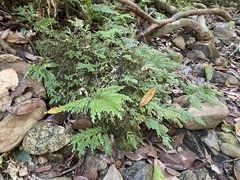 Selaginella longipinna