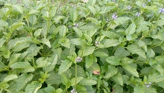 Stachytarpheta