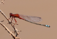 Xanthagrion erythroneurum