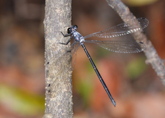 Austroargiolestes elke