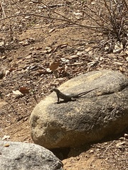 Sceloporus occidentalis