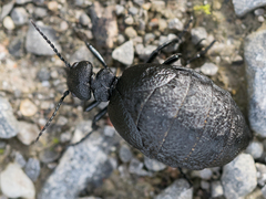 Meloe rugosus