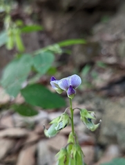 Crotalaria verrucosa