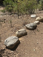 Sceloporus occidentalis
